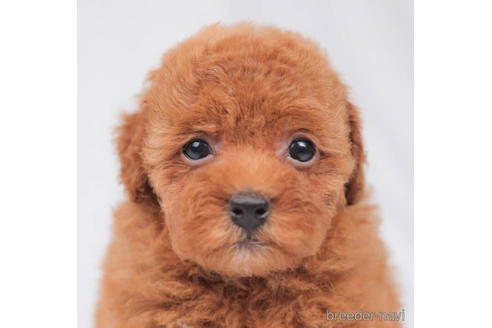 成約済の東京都のトイプードル-202143の3枚目